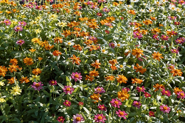 Promenade à Suan Luang avec Potter-010